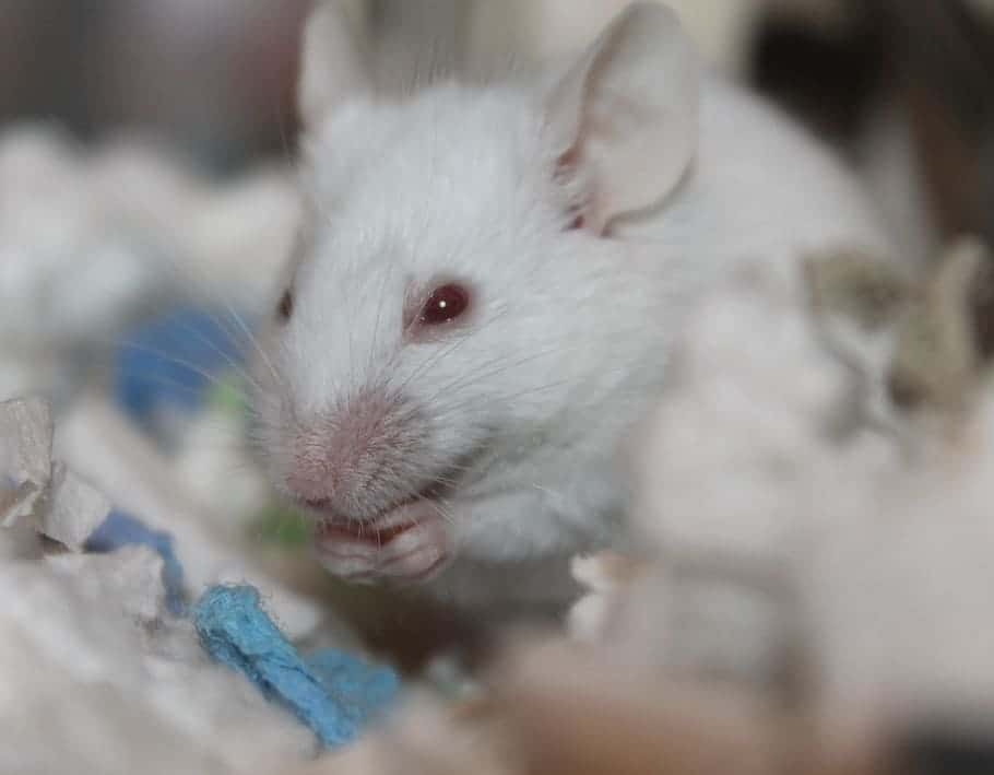 rodent-cute-mammal-little