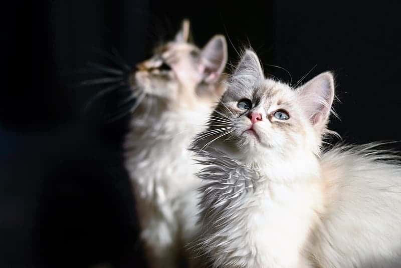 two-white-persian-cats