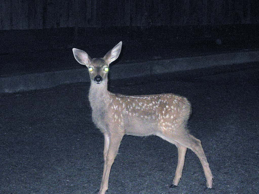 1023px-Deer_staring_into_headlights