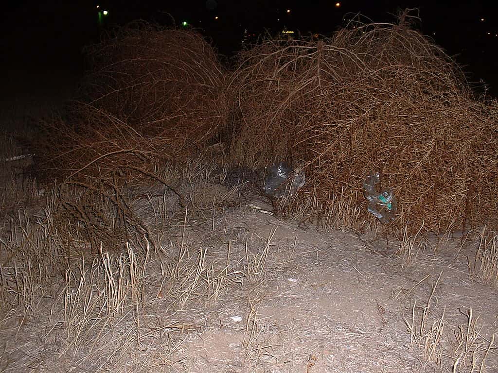 1024px-Bakersfield_tumbleweeds