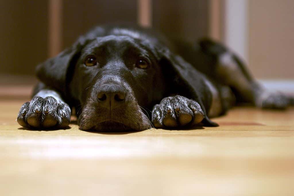 1024px-Black_dog_lying_on_the_floor