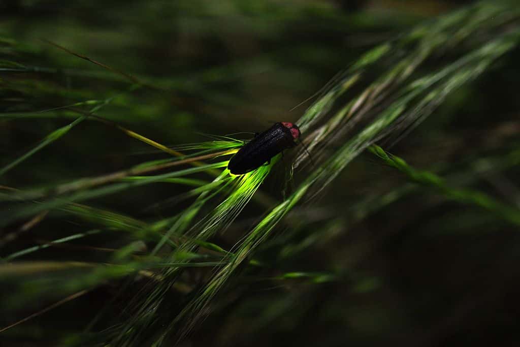 1024px-Firefly_ホタル_蛍_Hotaru