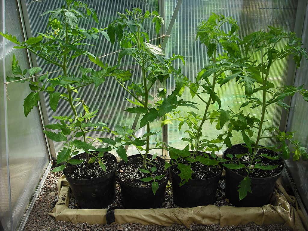 1024px-Ring_culture_of_tomato_plants