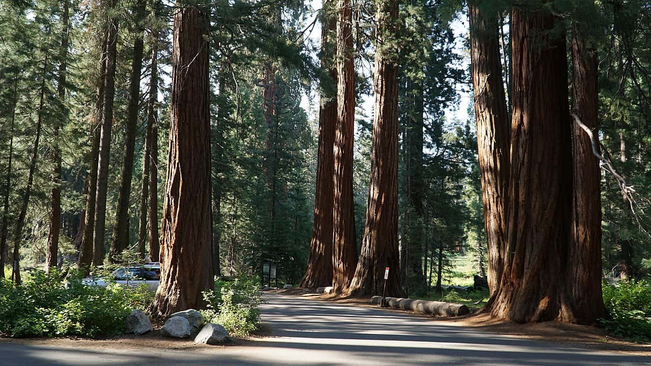 1280px-Sequoia_National_Park_Giant_Forest