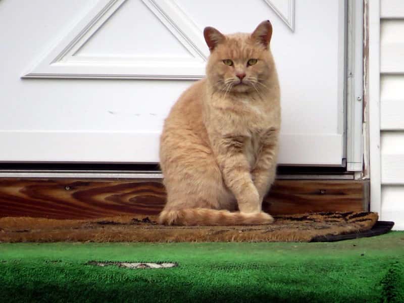 31637112000_194cd03fd4_c