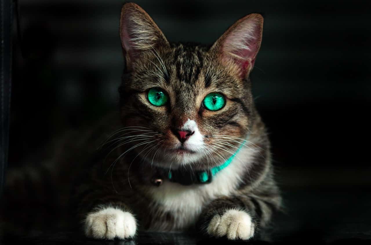 adorable-animal-blur-cat-617278