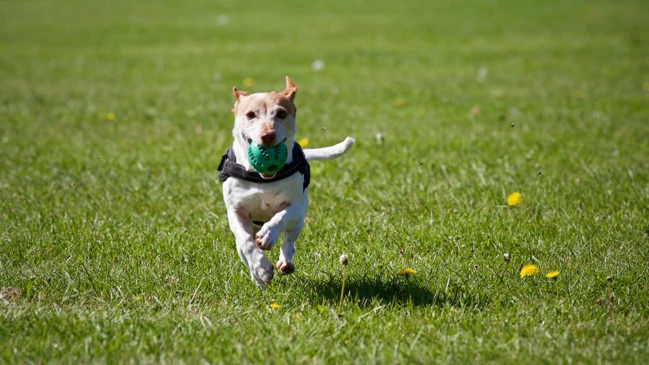 animal-animal-photography-animal-portrait-ball-422220
