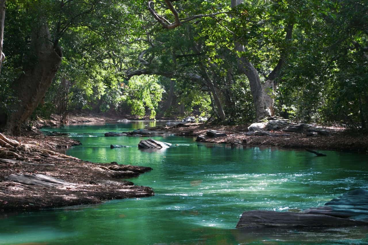 body-of-water-between-green-leaf-trees-709552