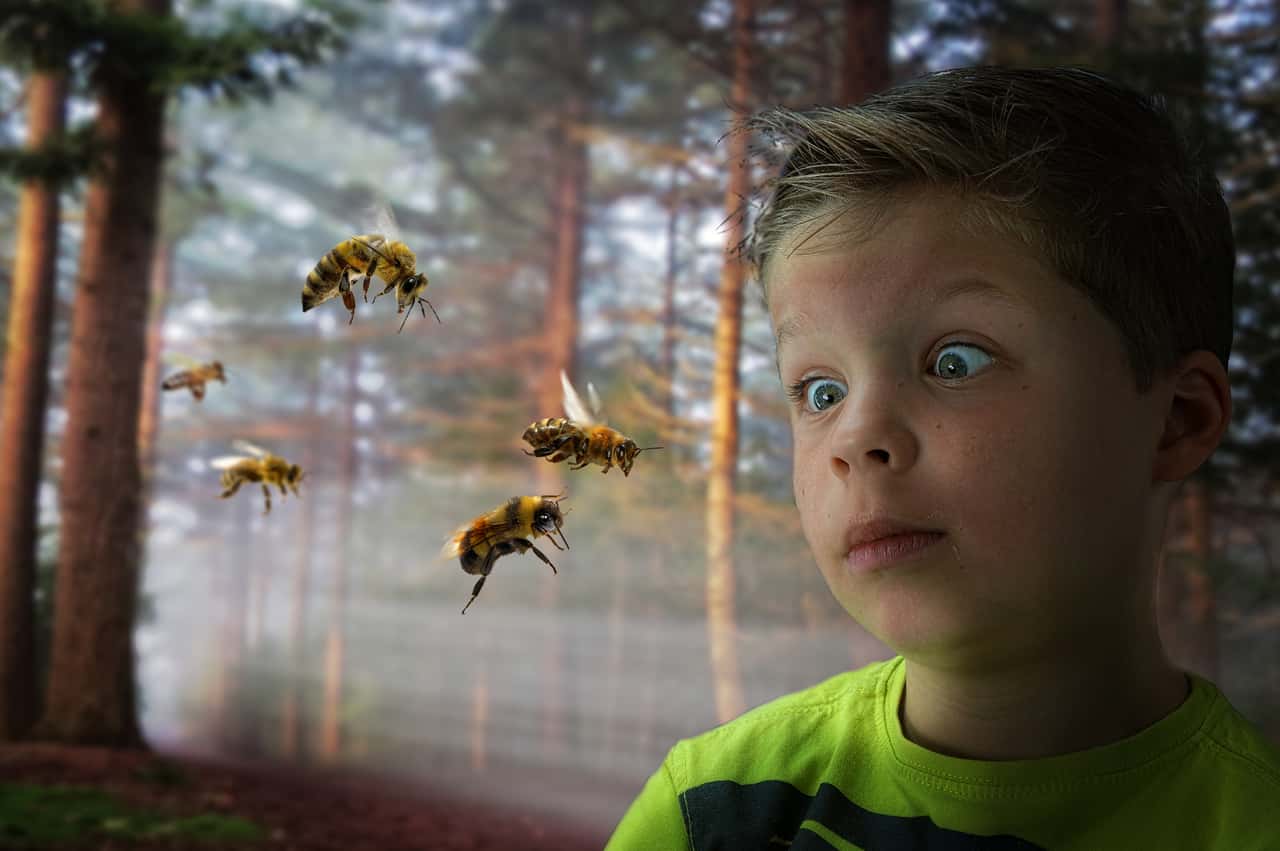 boy-bee-sting-fear-forest-nature-1432321-pxhere.com
