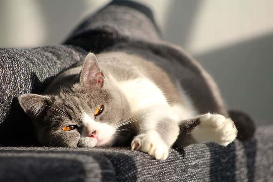 cat-mieze