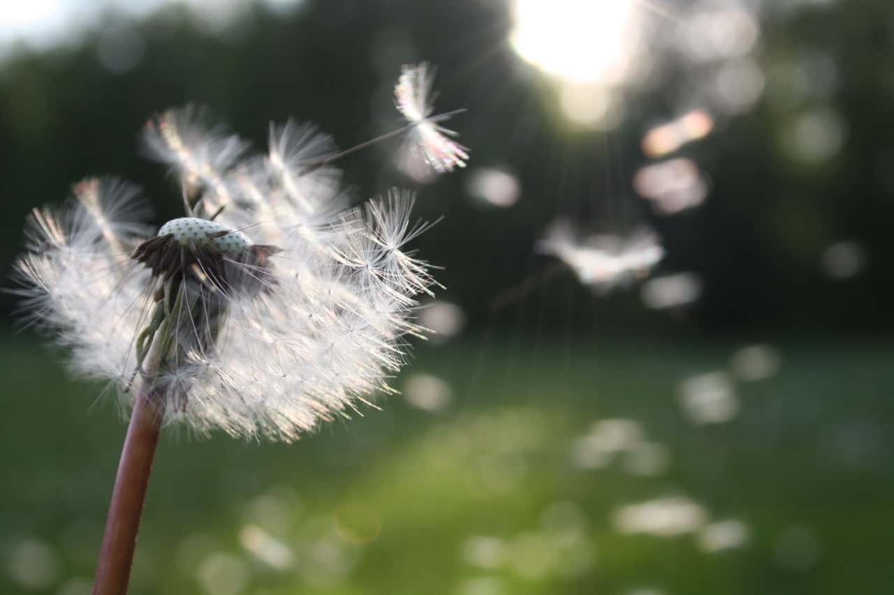 dandelion-nature-sunlight-54300