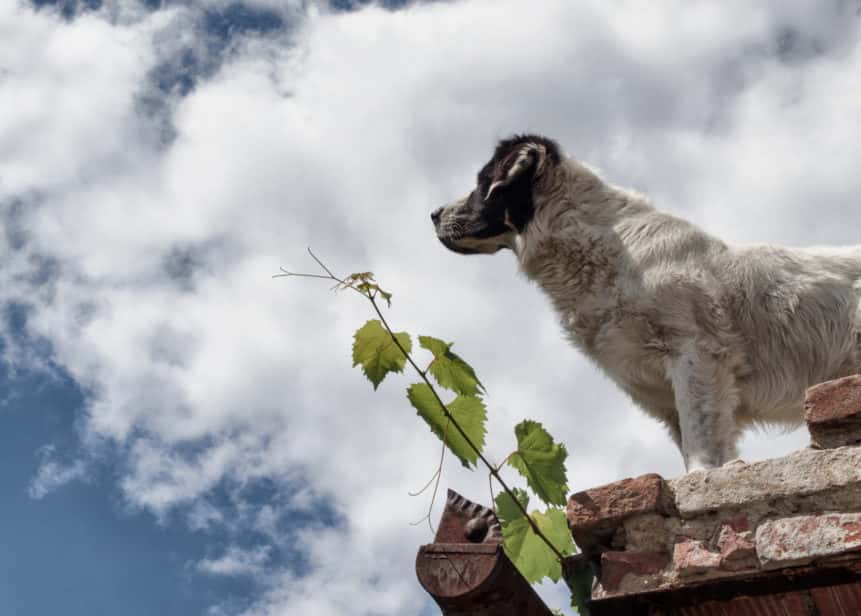 dog standing on the roof