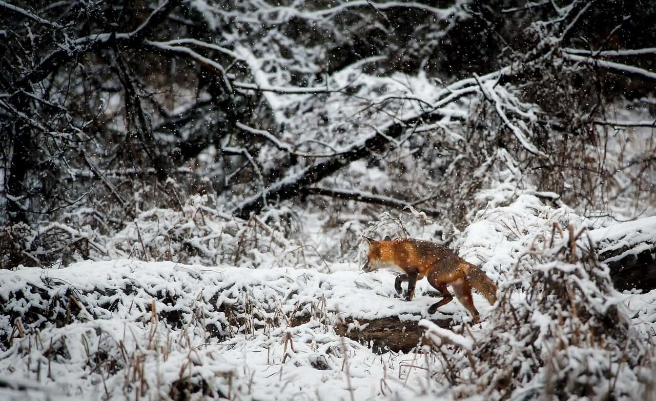 fox-on-snow-covered-field-in-forest-247395