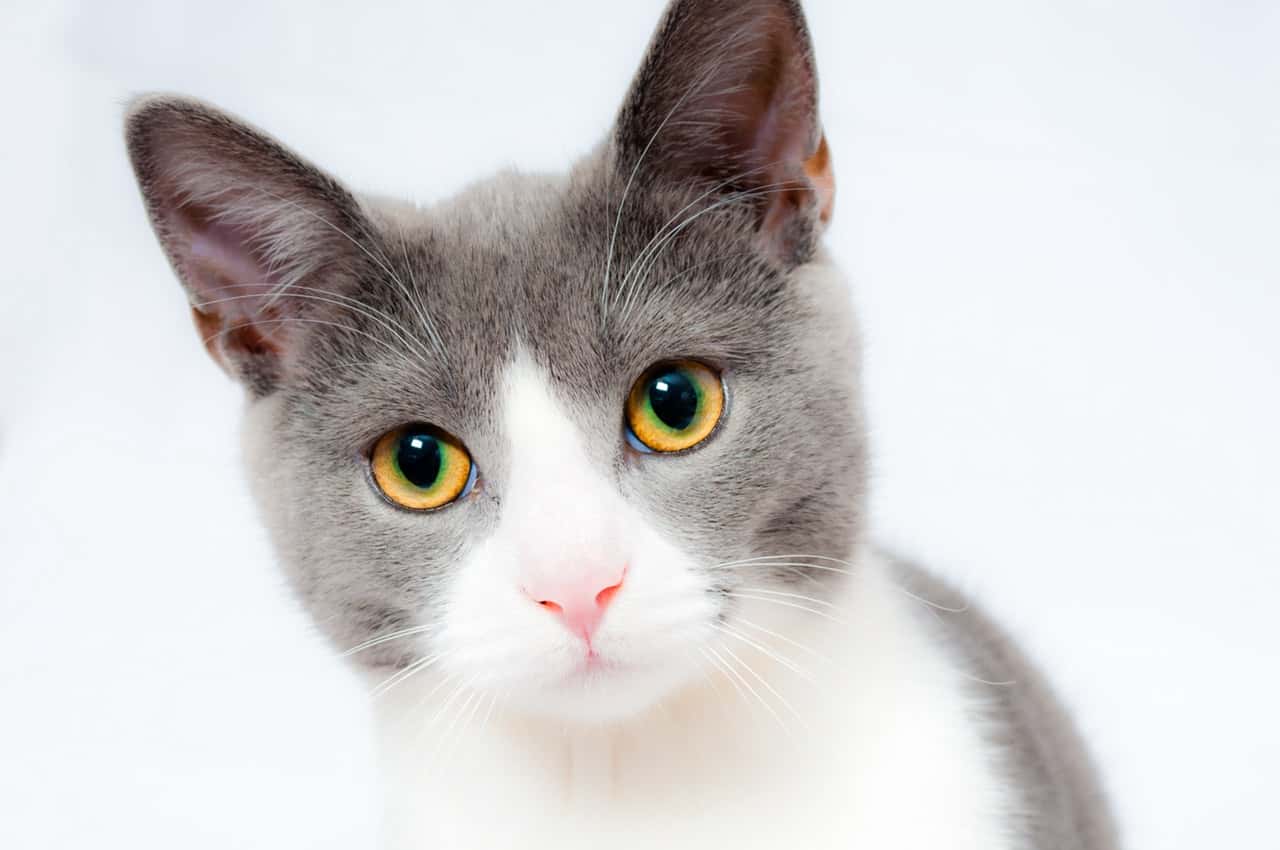 grey-and-white-short-fur-cat-104827