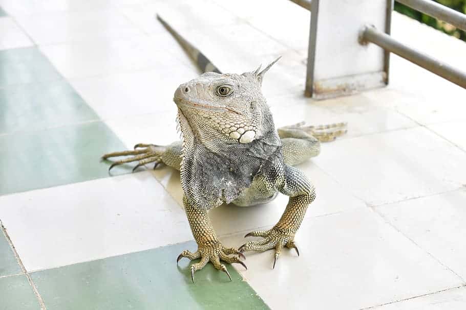 iguana-fauna-colombia-animal