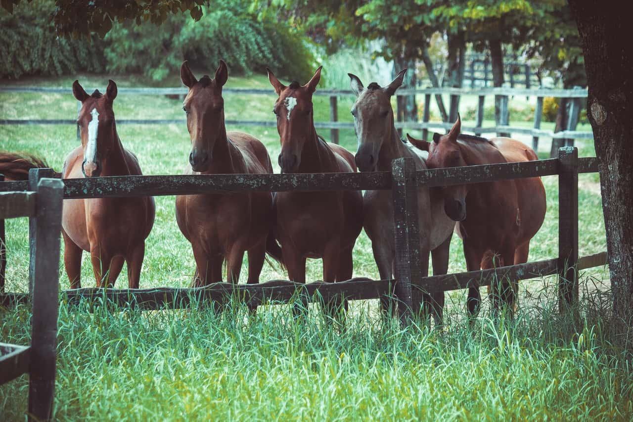 photo-of-a-group-of-horses-2123766