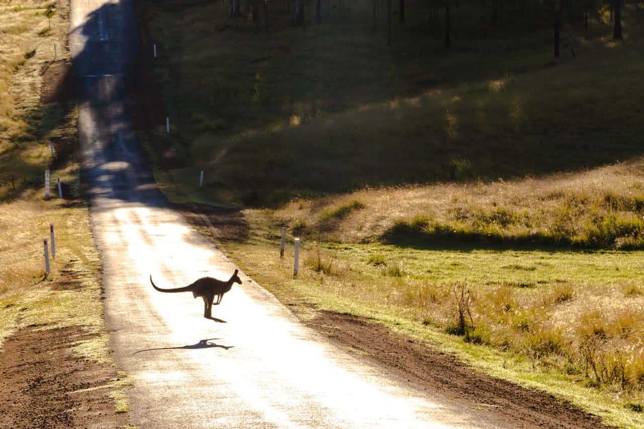 photo-of-a-kangaroo-on-road-2615031