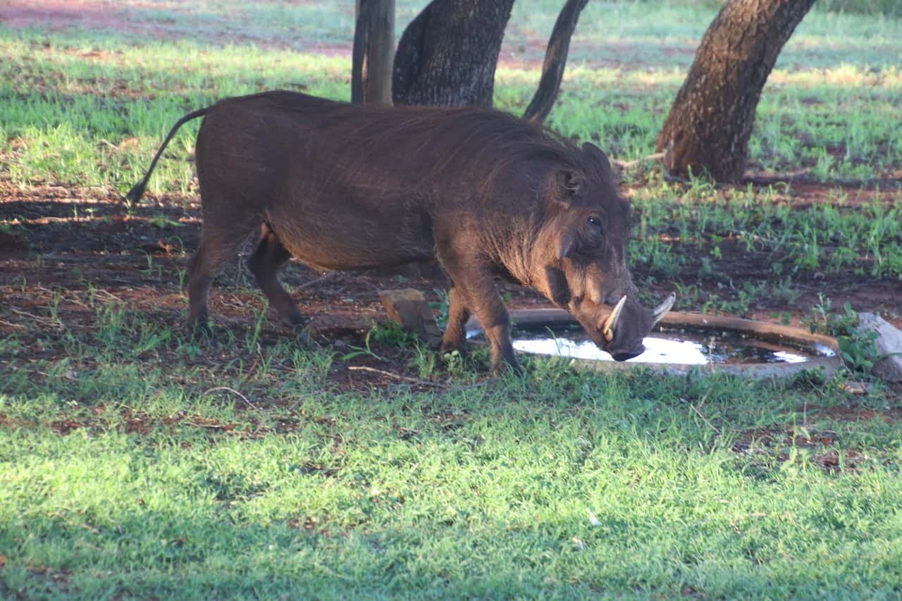 photo-of-a-wild-boar-787840