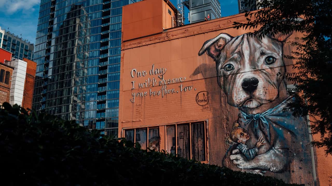 photo-of-dog-art-in-the-wall-2833668