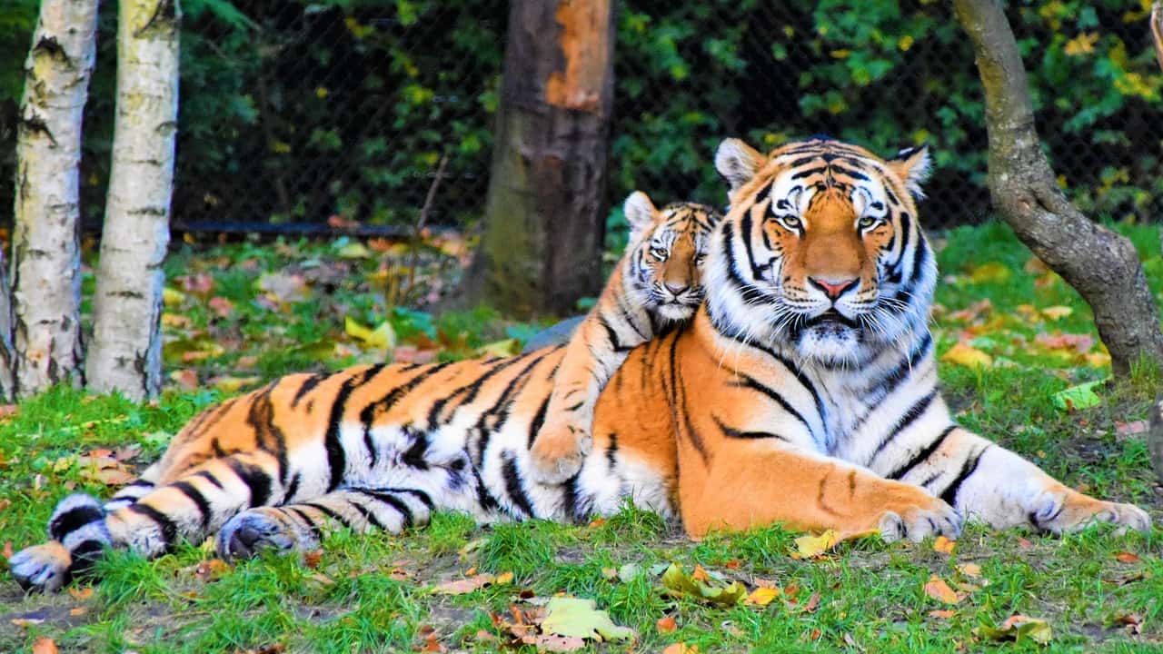 photo-of-tiger-and-cub-lying-down-on-grass-2541239