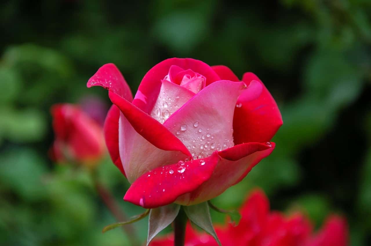 red-garden-plant-green-56866