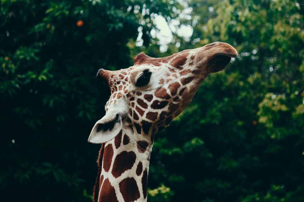 selective-focus-photography-of-giraffe-head-797643
