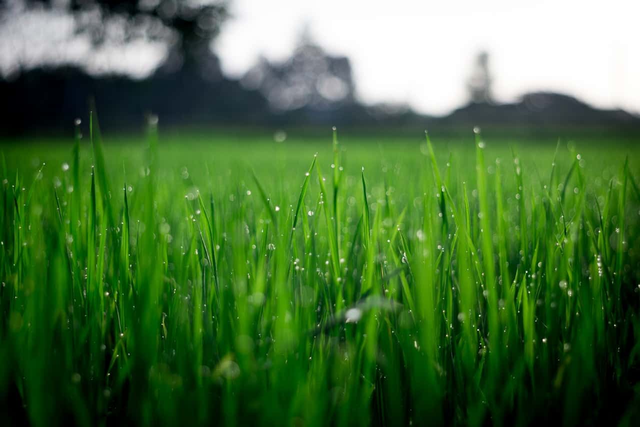 shallow-focus-photography-of-green-grasses-during-daytime-212324
