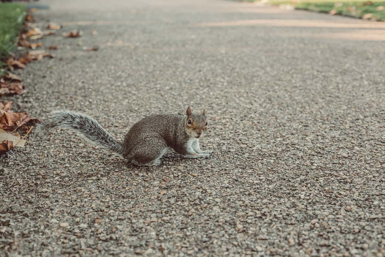 squirrel-path-walk-cross-crossing-grey-squirrel-1584511-pxhere.com