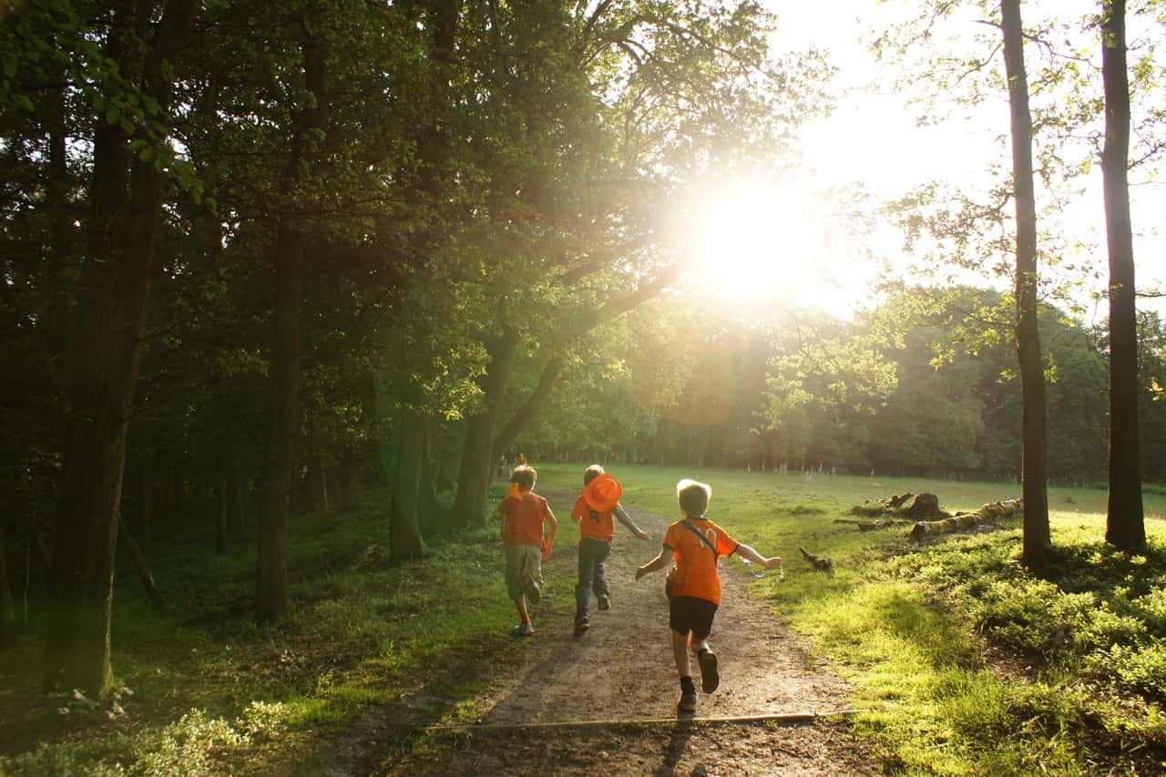 tree-nature-forest-walking-people-trail-615266-pxhere.com