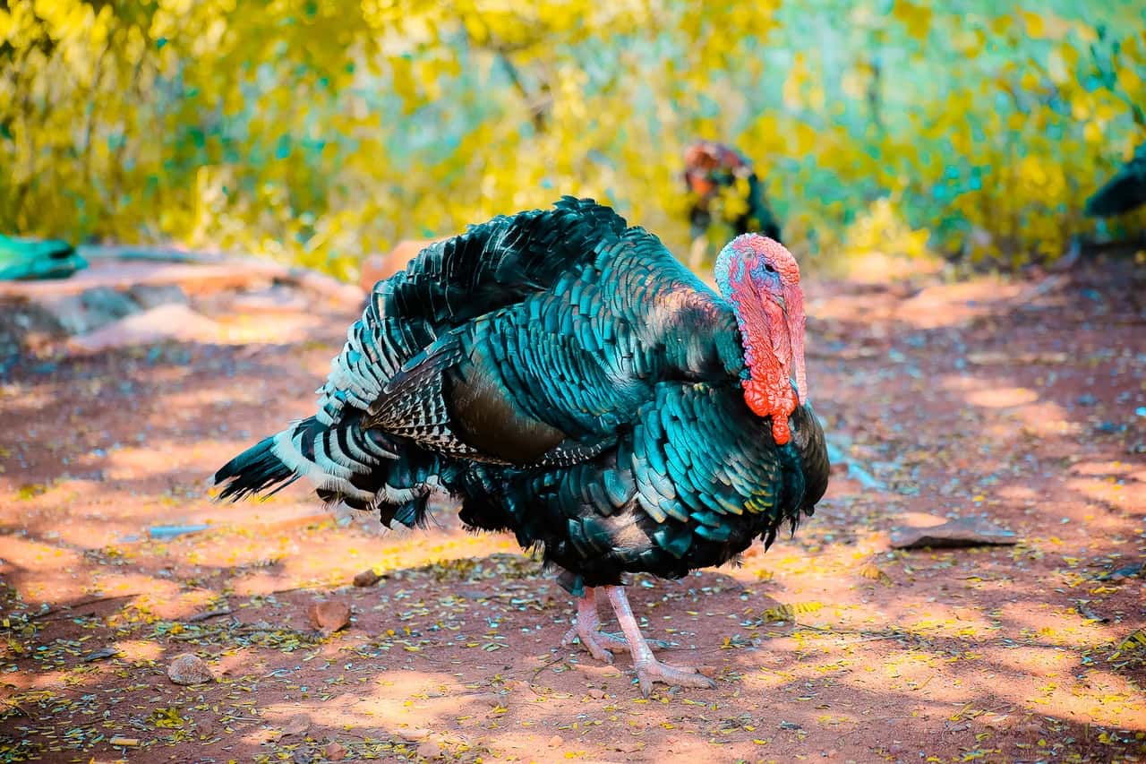 two-black-turkeys-1078781