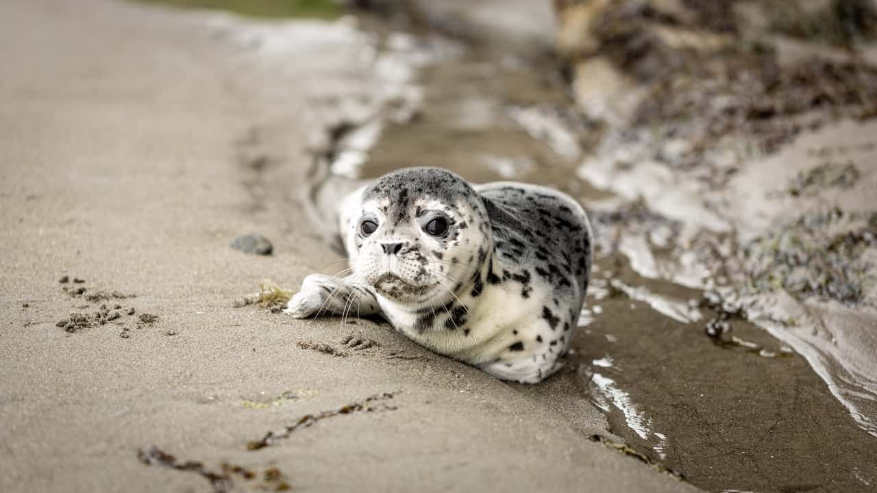 white-and-black-seal-on-shoreline-1525606