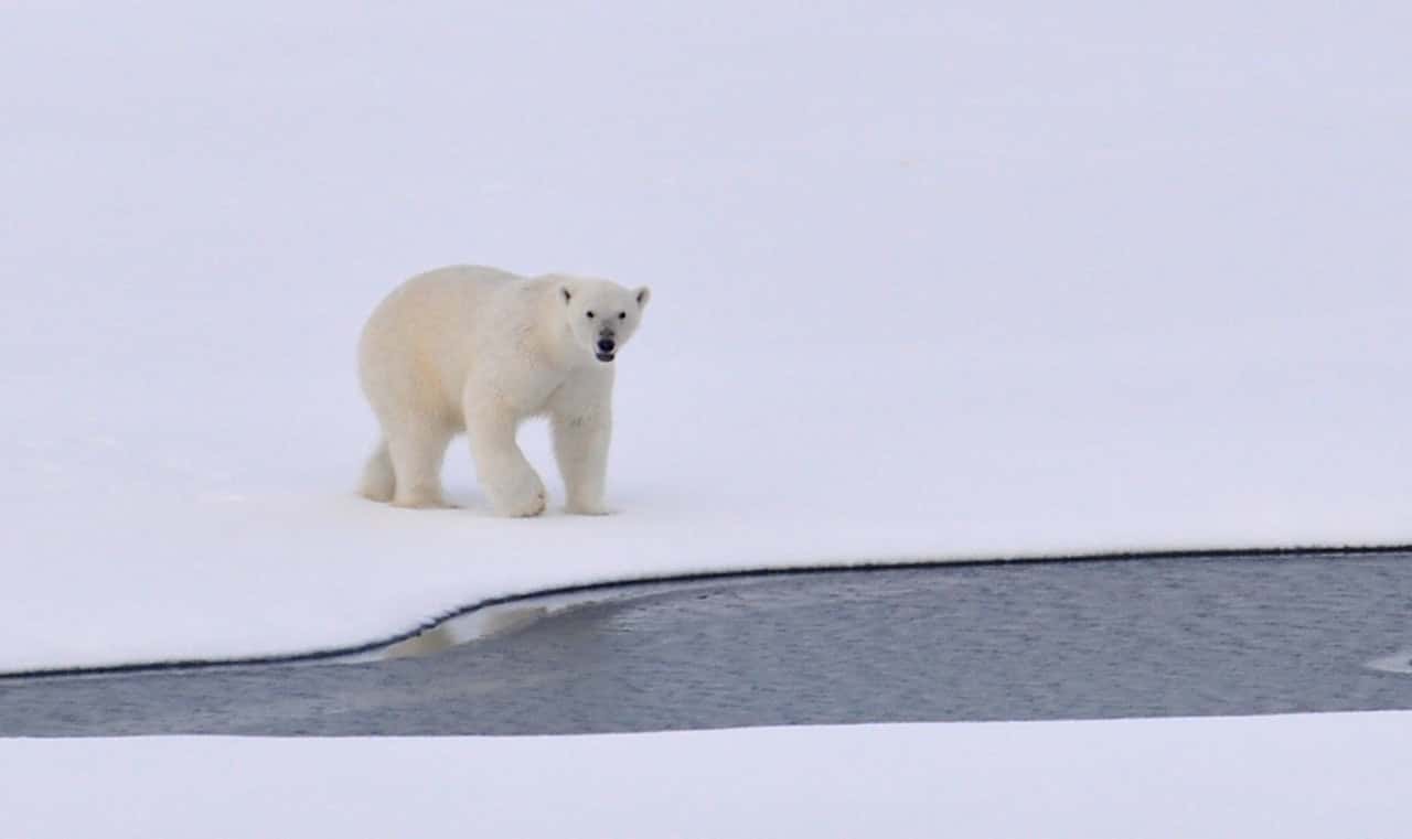 white-polar-bear-on-white-snowy-field-near-canal-during-162320