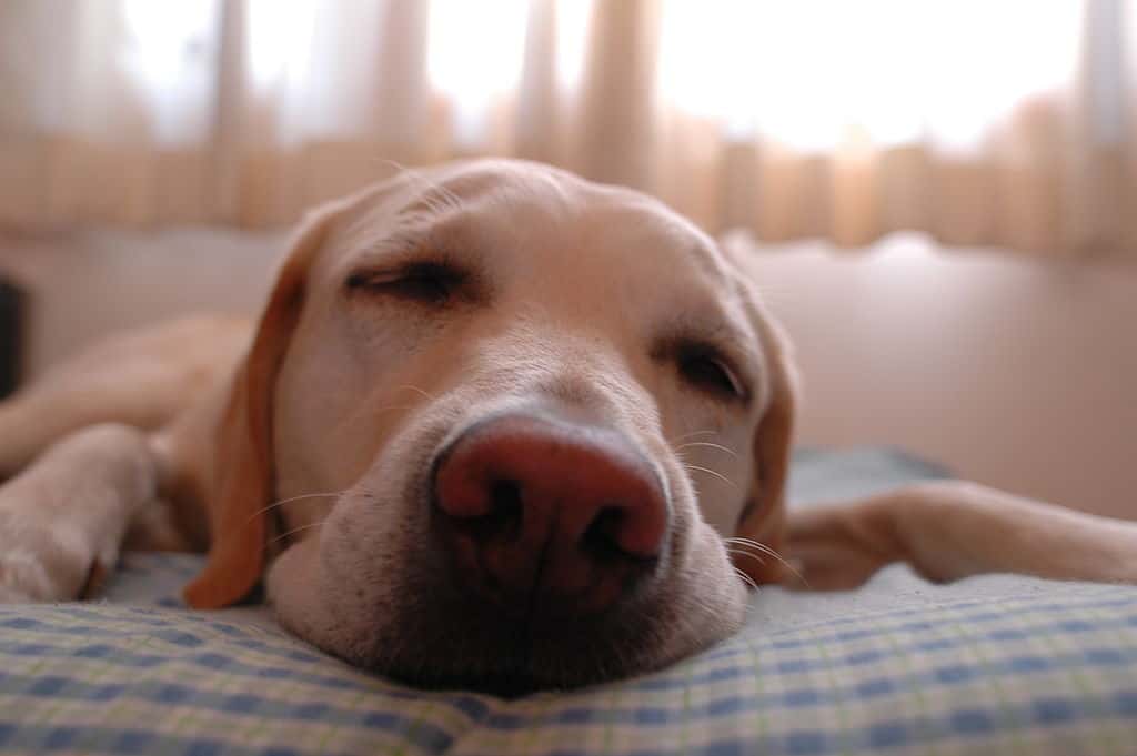 1024px-Dog.in.sleep
