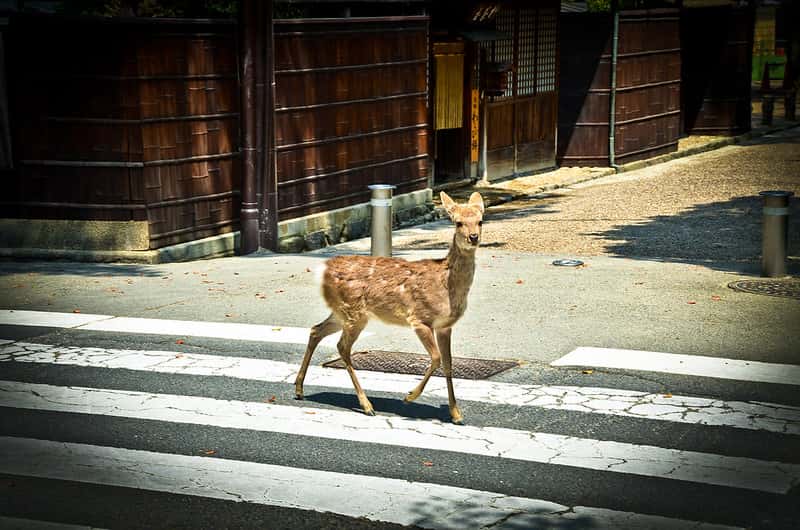 6122116675_cc99987017_c