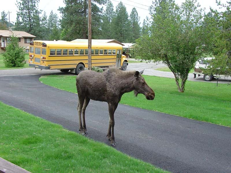 Moose_-_panoramio