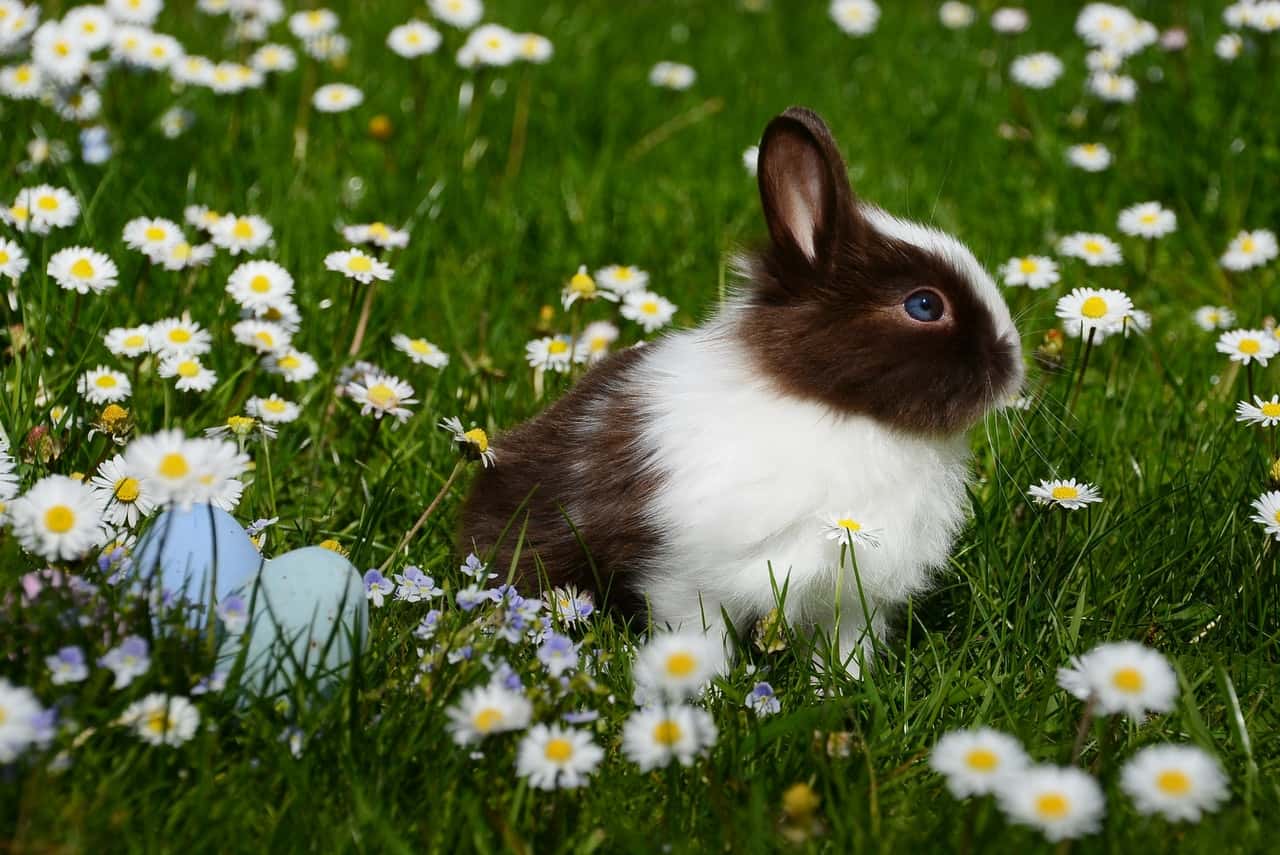 animal-bright-bunny-chamomile-372166