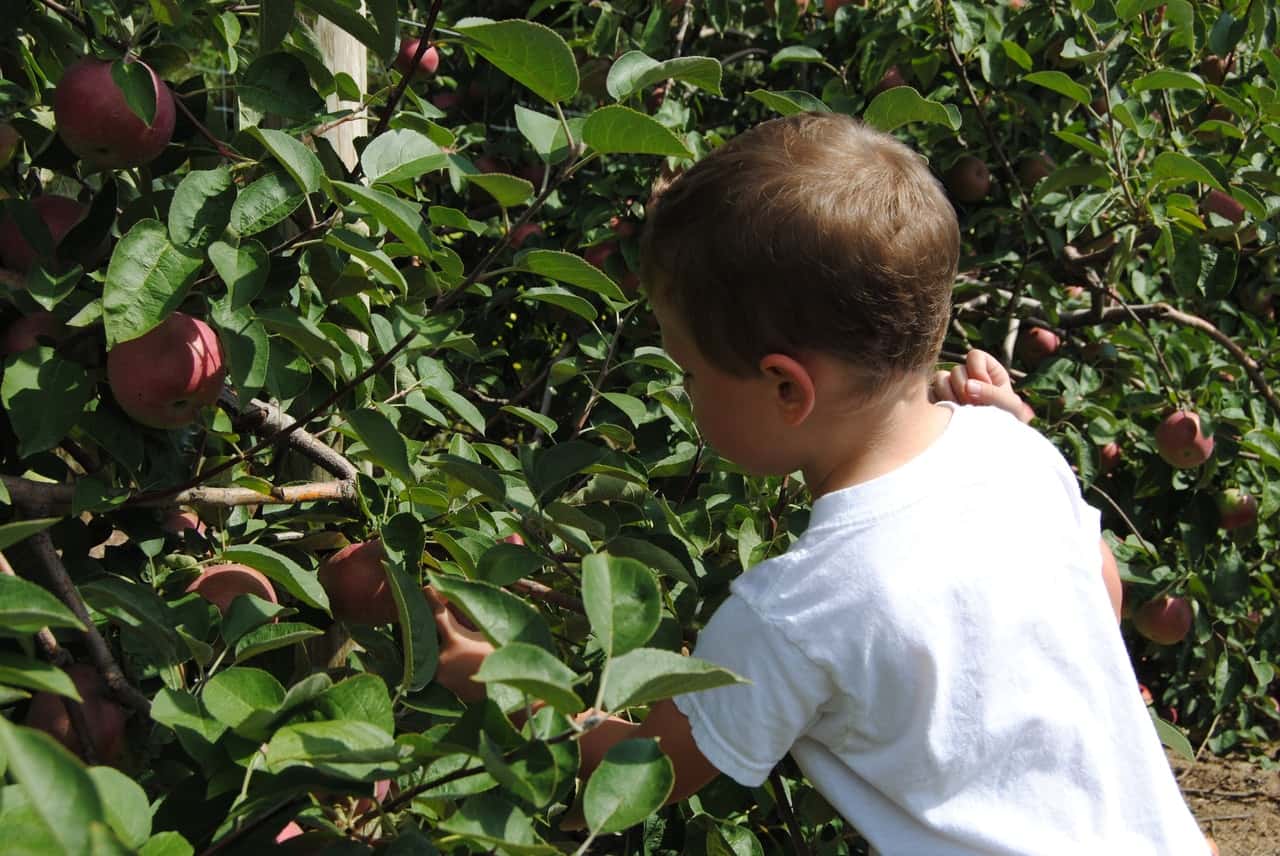 apple-apple-picking-apple-tree-apples-449673