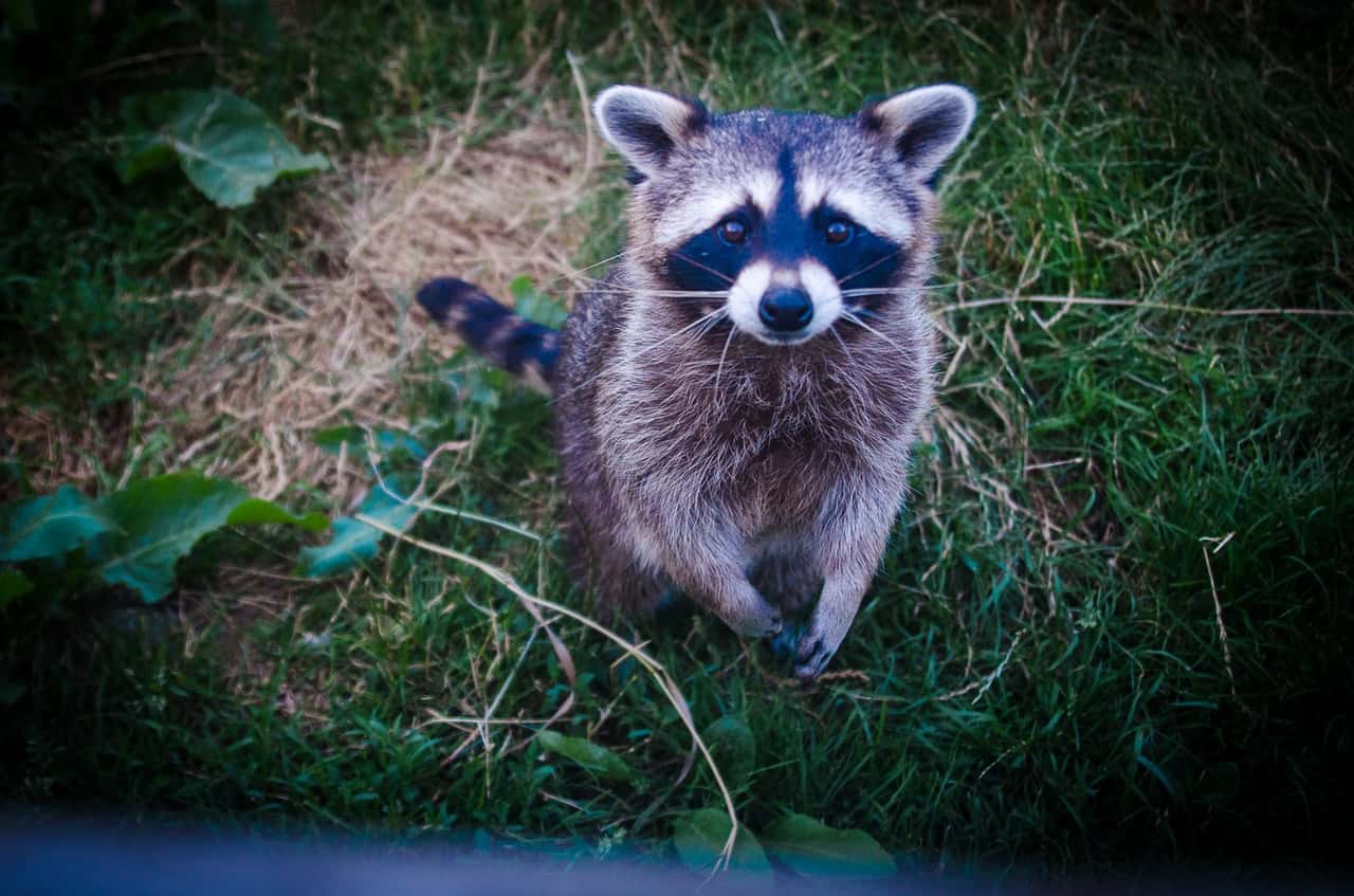 brown-and-black-raccoon-photo-634255