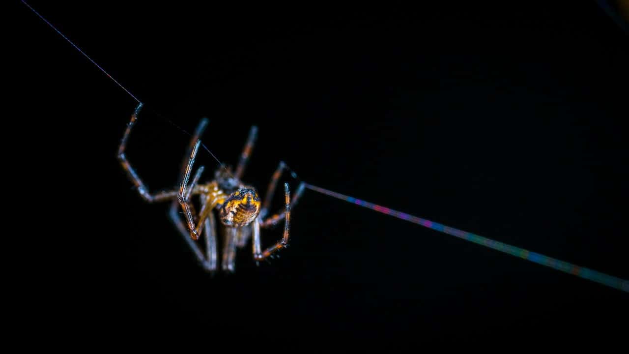 brown-spider-on-web-in-selective-focus-photography-1685588