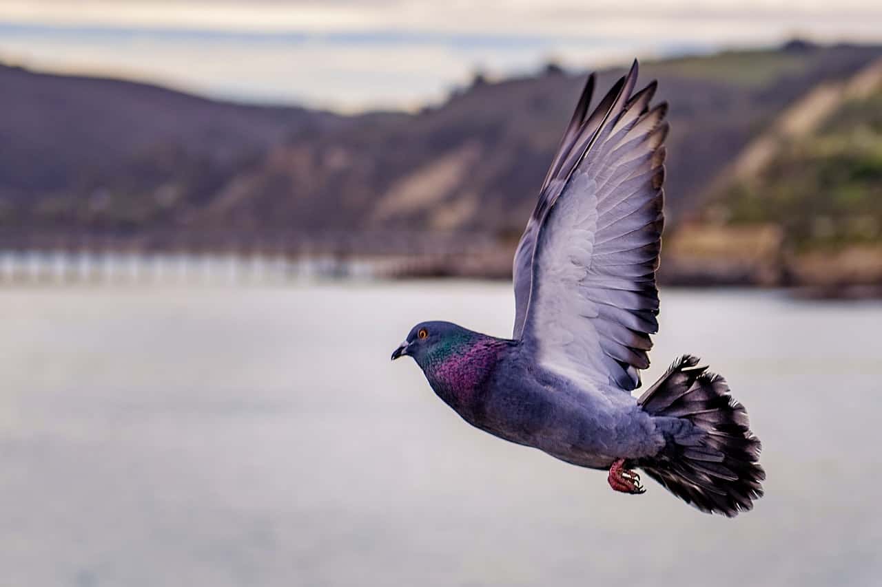 close-up-photography-of-flying-pigeon-1884017