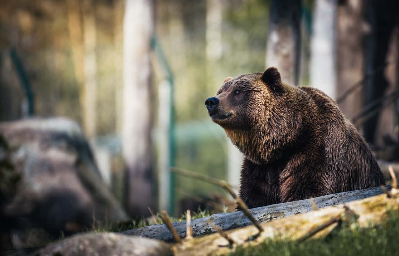close-up-photography-of-grizzly-bear-1068554