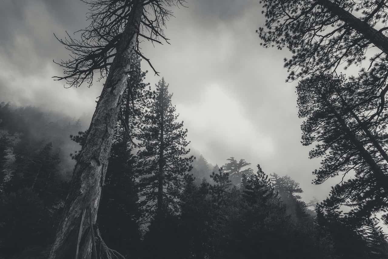 cloudy-conifers-creepy-dark-428429