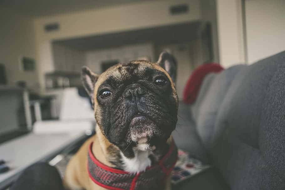 dog-puppy-pug-couch