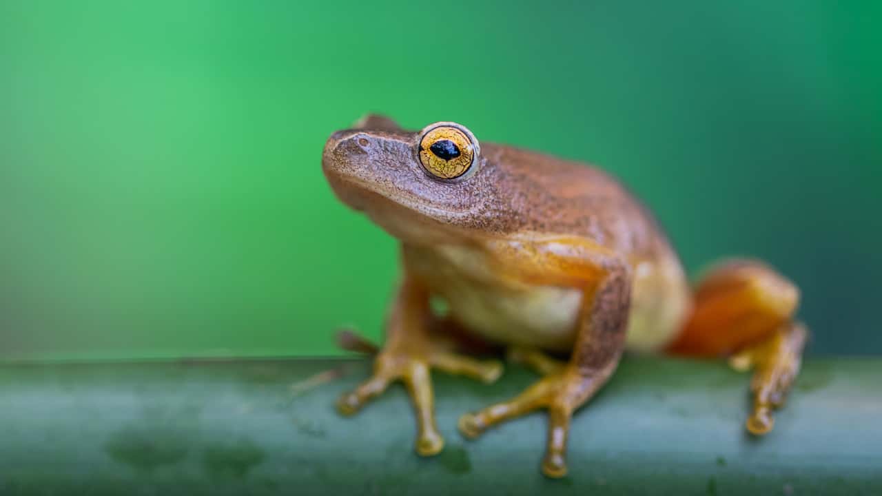 frogs-frog-amphibian-tree-frog-True-frog-Shrub-frog-1600587-pxhere.com