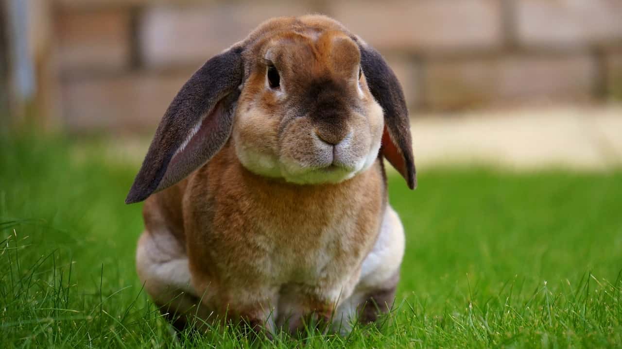 garden-animal-cute-grass-104373