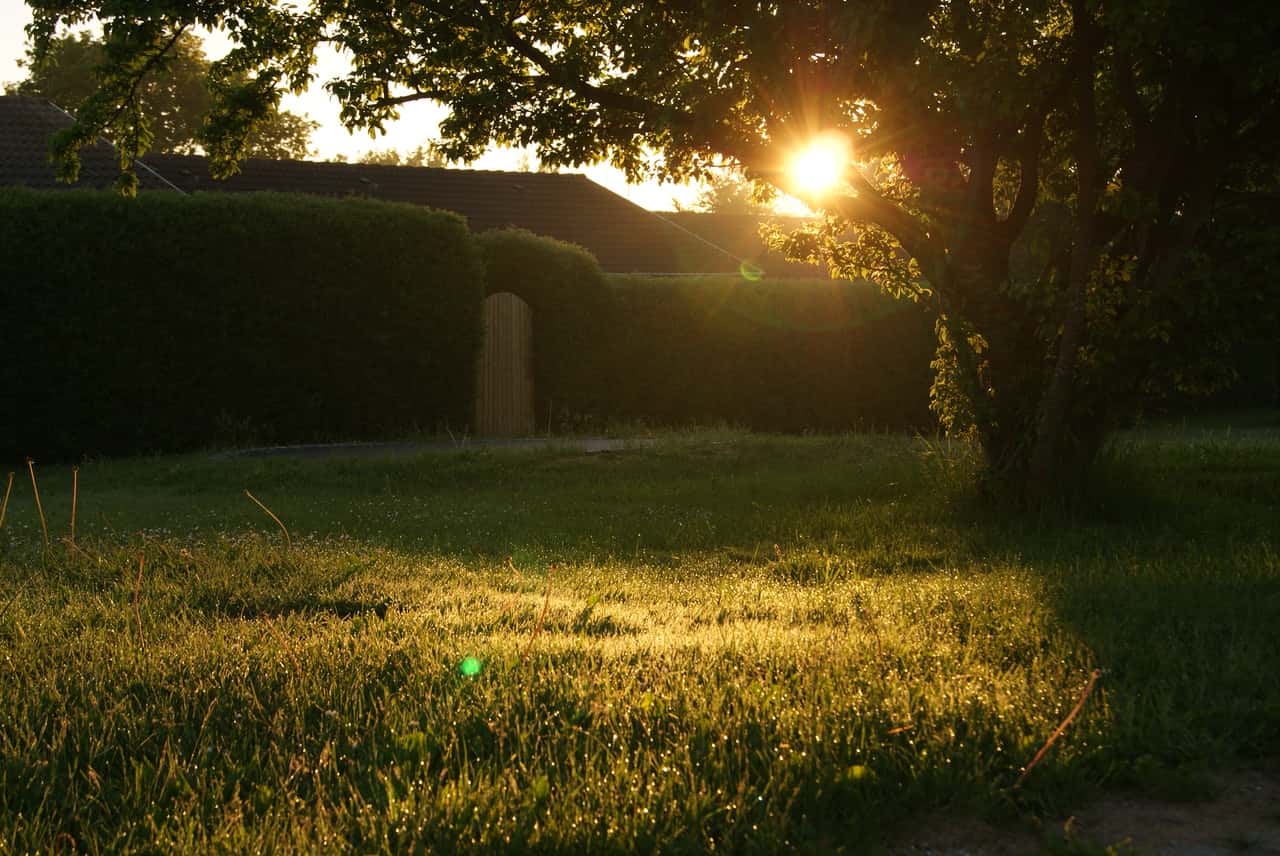 garden-sunset-sunrise-lens-flare-13975