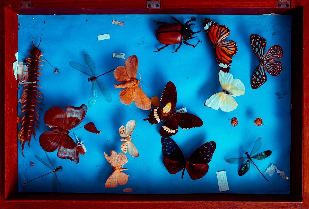 multicolored-butterflies-taxidermy-828701