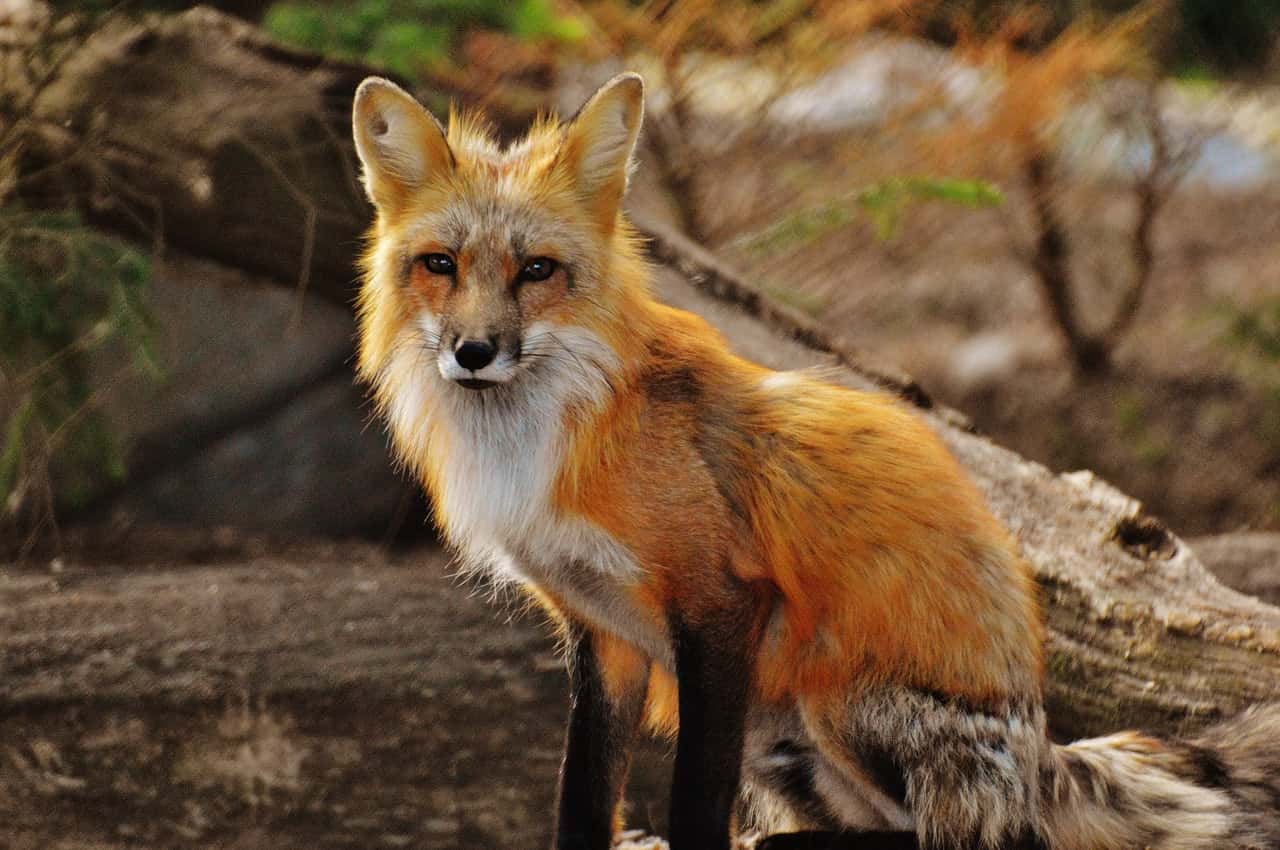 photography-of-tan-white-fox-158340