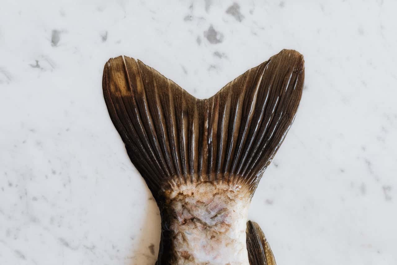 tail-of-fresh-delicious-carp-fish-4202249