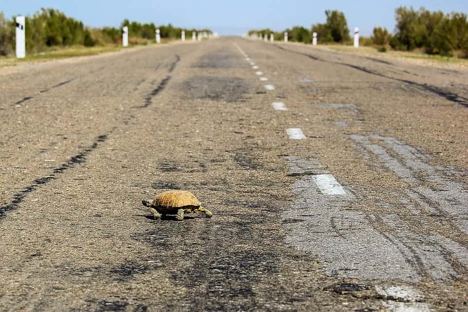 tortoise-road-shell-animals